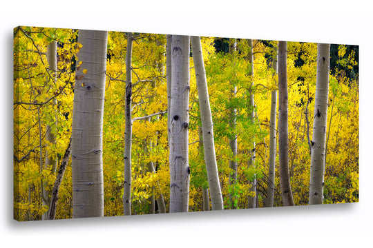 Aspen, Colorado Fall Colors Panoramic - Canvas Gallery Wrap