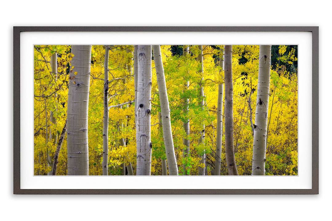 Aspen, Colorado Fall Colors Panoramic - Framed Lustre Print