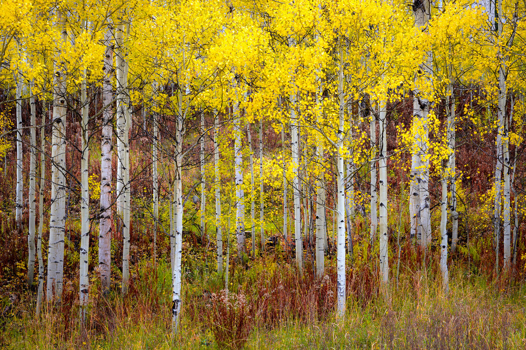 Fall Colors in Aspen Forest, CO