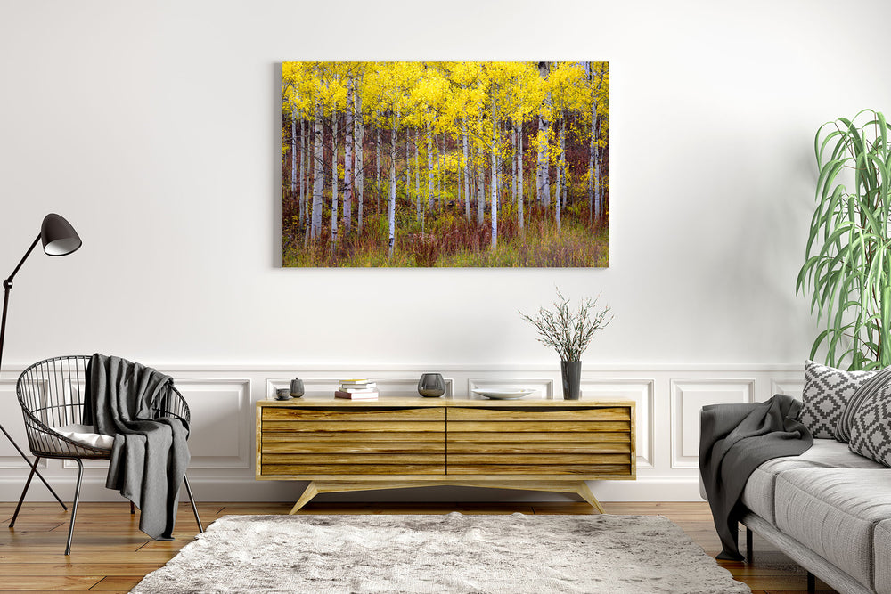Fall Colors in Aspen Forest, CO - Metal Print