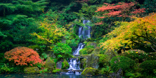 Autumn Colors at Portland Japanese Garden, OR