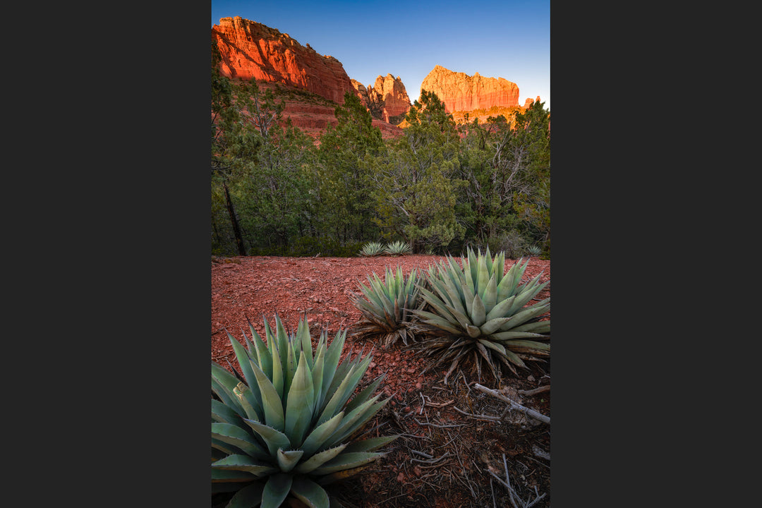 Canyon Cliffs and Agave, Sedona, AZ