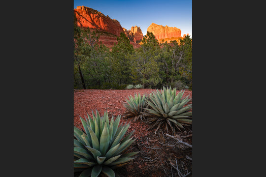Canyon Cliffs and Agave, Sedona, AZ
