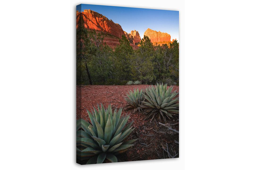 Canyon Cliffs and Agave, Sedona, AZ - Canvas Gallery Wrap